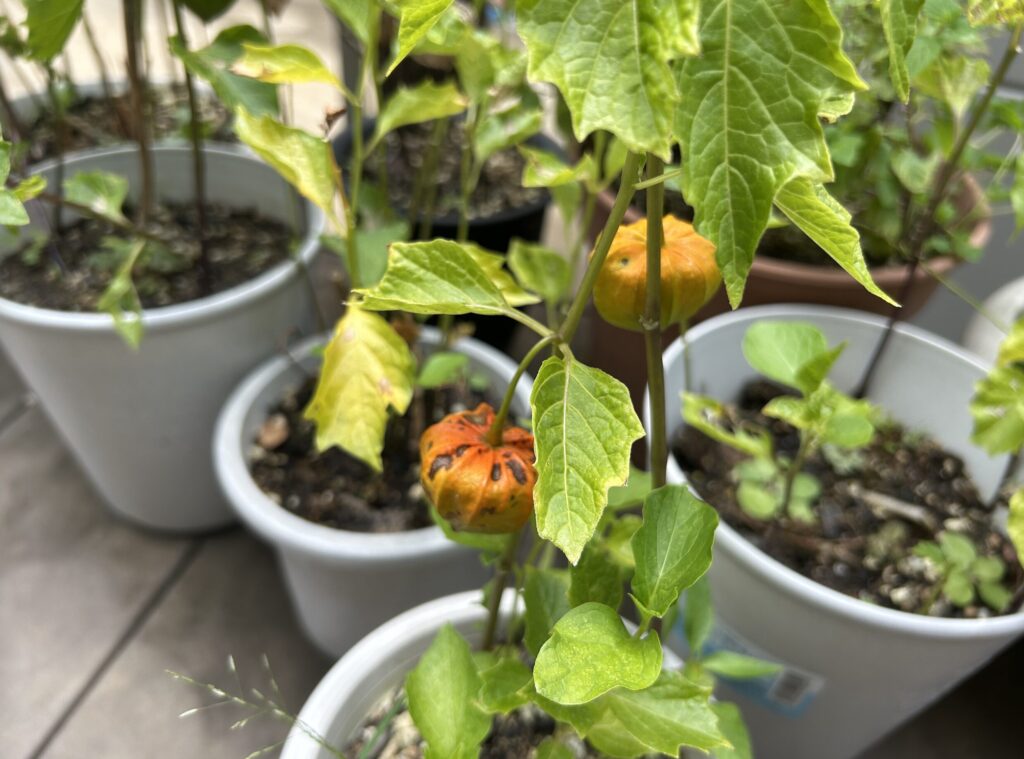鬼灯がオレンジ色に変化したものの虫食いがされてしまった様子