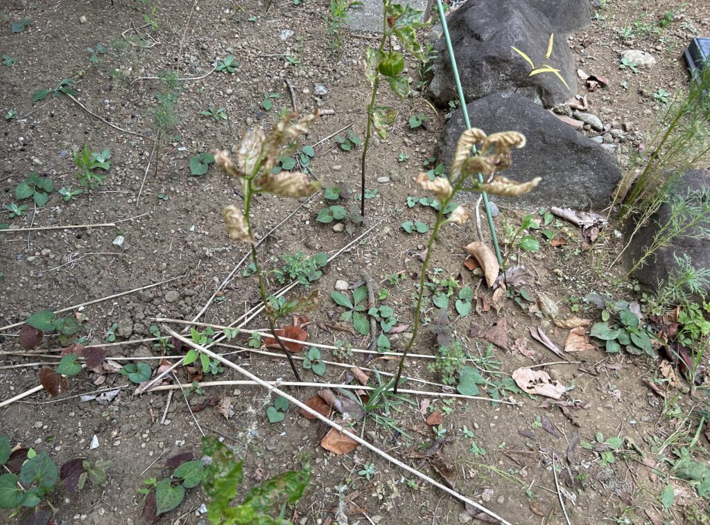 地植えのほおずきがカラカラになってしまった様子