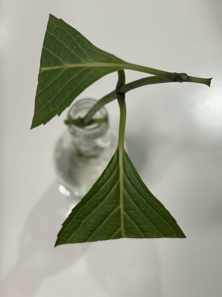 口が狭い瓶で水差し中の紫陽花。細い白い根が伸びている様子