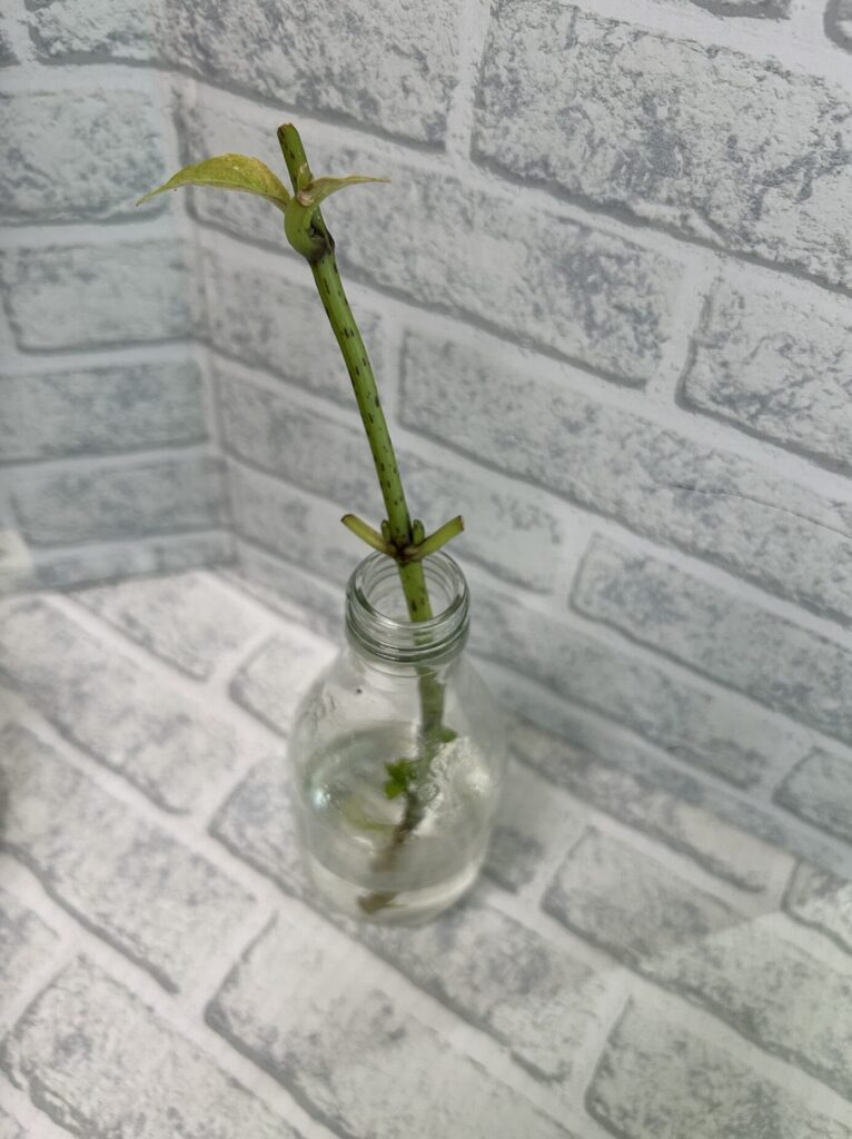 口が狭い瓶で水差し中の紫陽花。細い白い根が伸びている様子