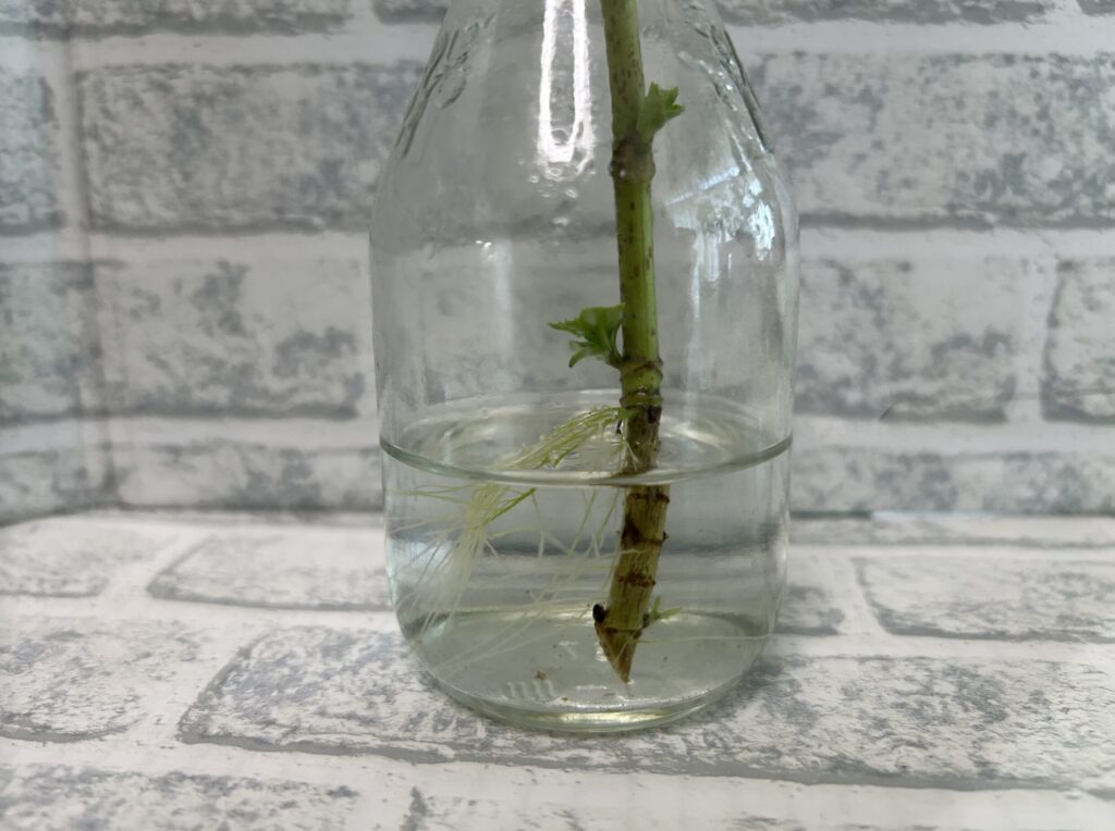 口が狭い瓶で水差し中の紫陽花。細い白い根が伸びている様子