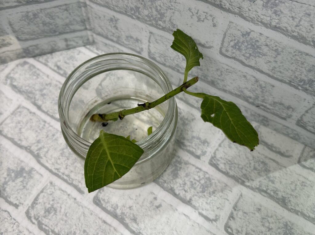 口が広い瓶で水差し中の紫陽花。細い白い根が伸びている様子
