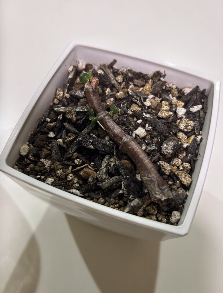 水差し→鉢植えで育成していた金の成る木の枝が腐って折れてしまった様子