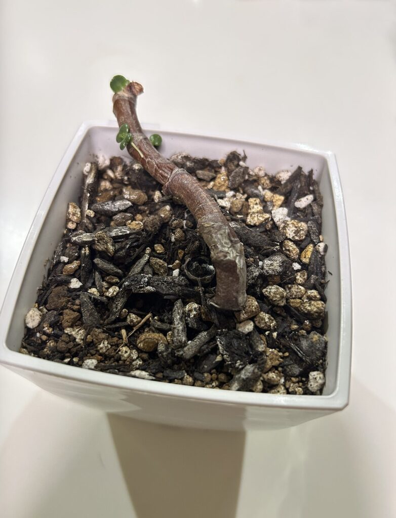 水差し→鉢植えで育成していた金の成る木の枝が腐って折れてしまった様子