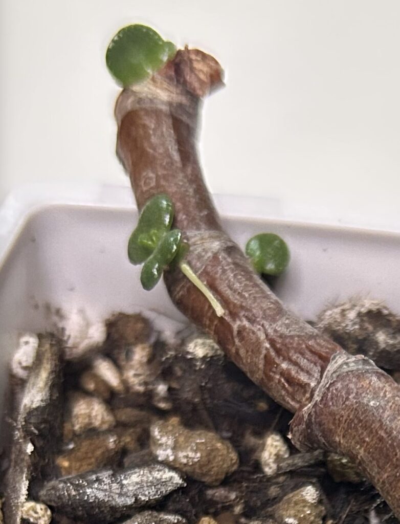 金の成る木の枝から根っこが生えている様子