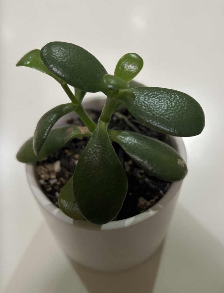 鉢植えで育成している小さい金の成る木