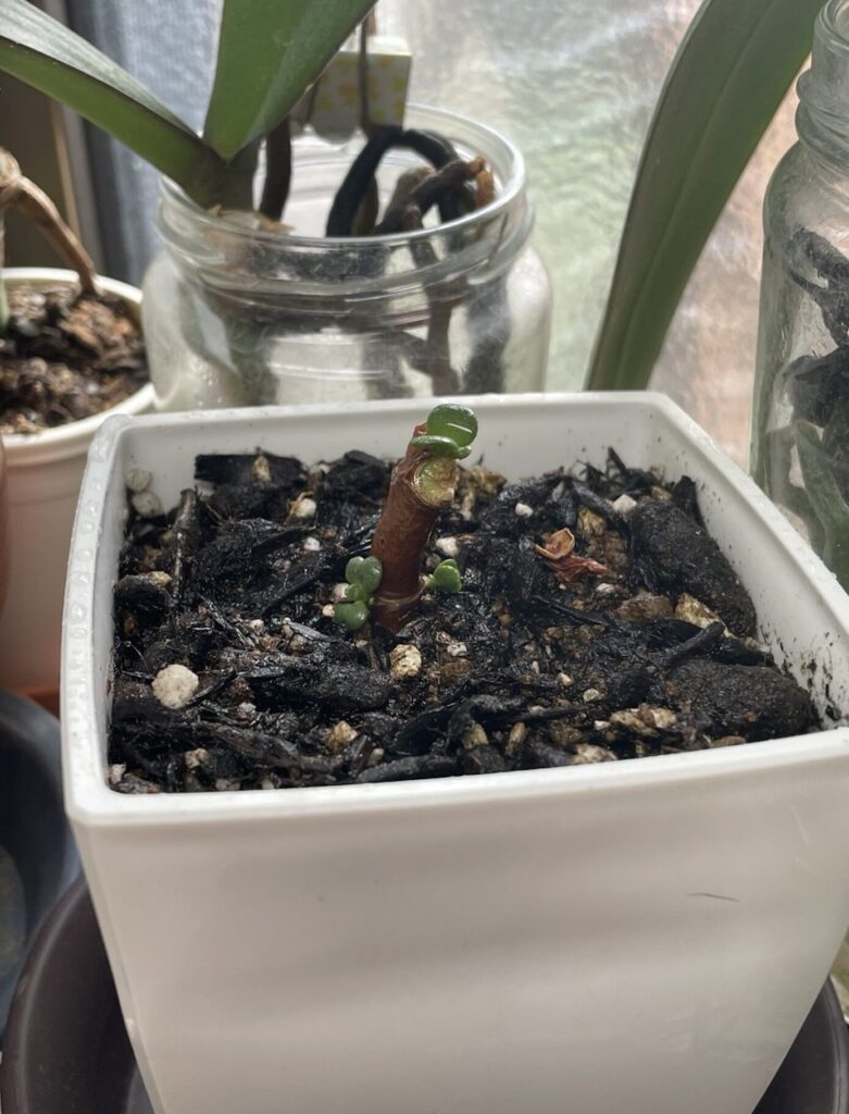 金の成る木・水差しから新芽が出て鉢に植えたが、弱ってしまい、だんだん枝が短くなってしまっている様子（弱ってしまった部分はカット済）
