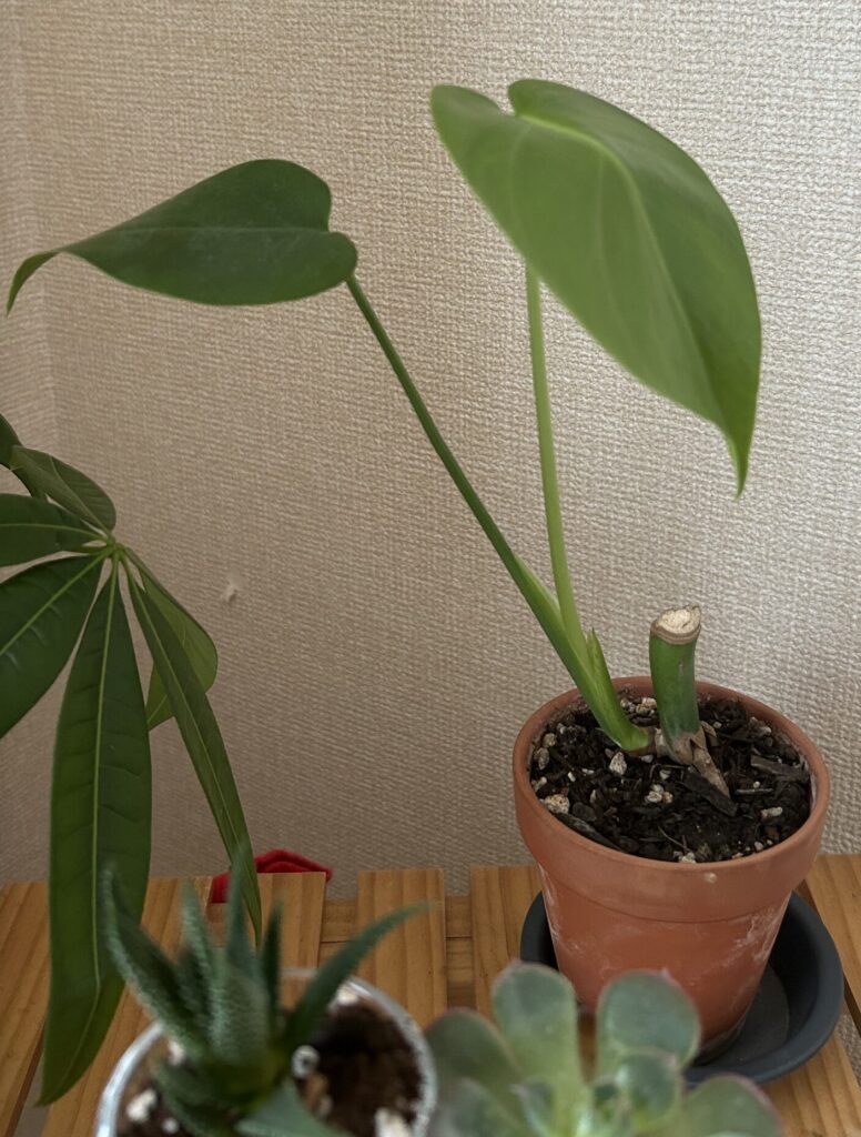 弱っていたモンステラが復活し、小さい鉢で育てている様子。ハート型の葉っぱが開いている