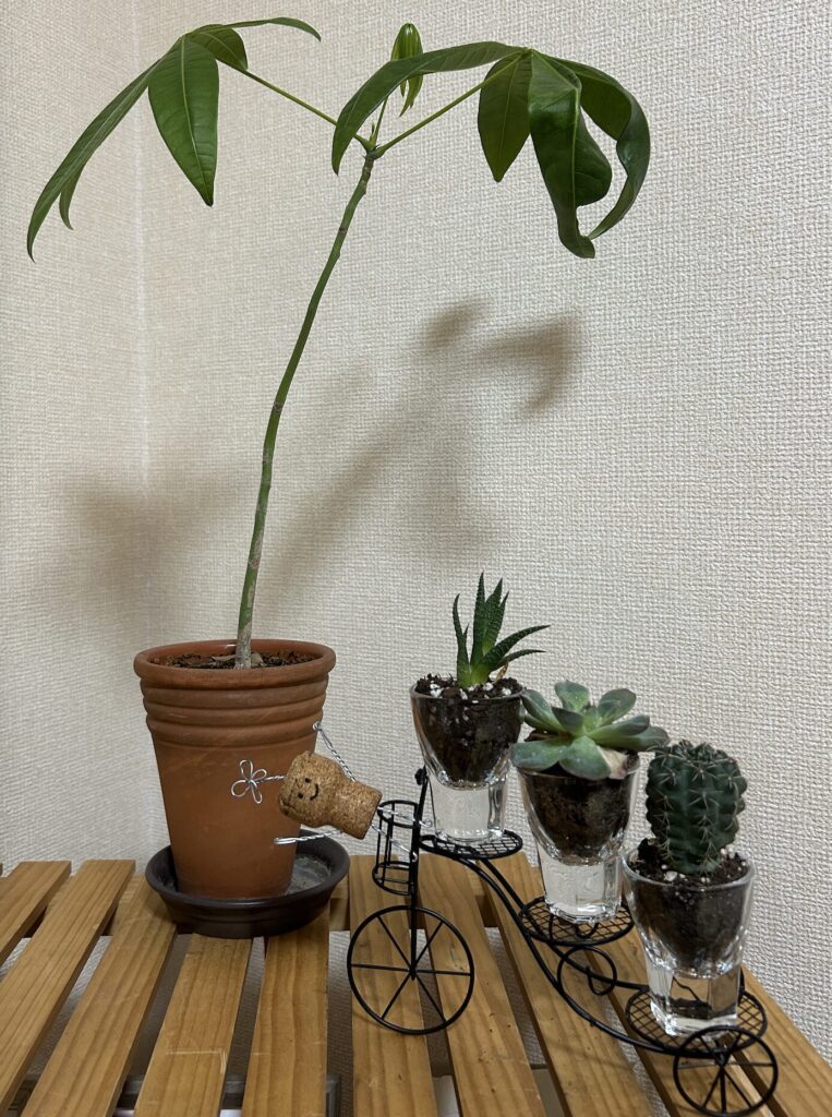 植え替えて１年ほど経過したパキラの様子