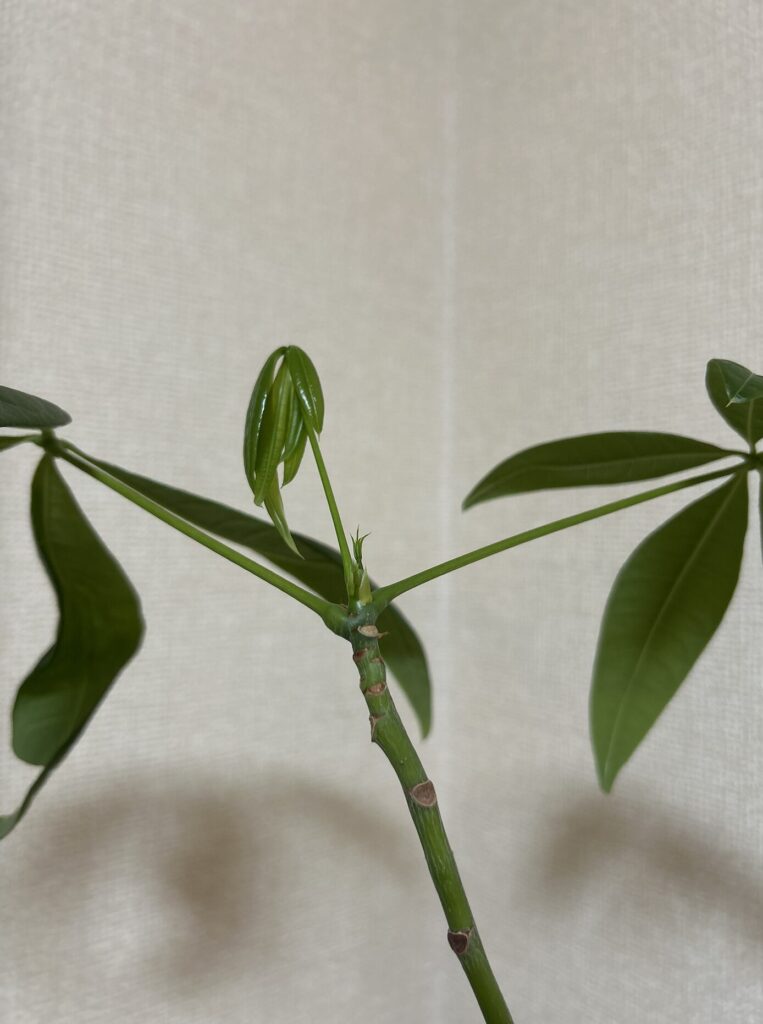 パキラの新芽が出てきている様子