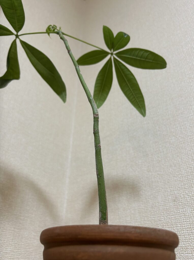 パキラの新芽が出てきている様子