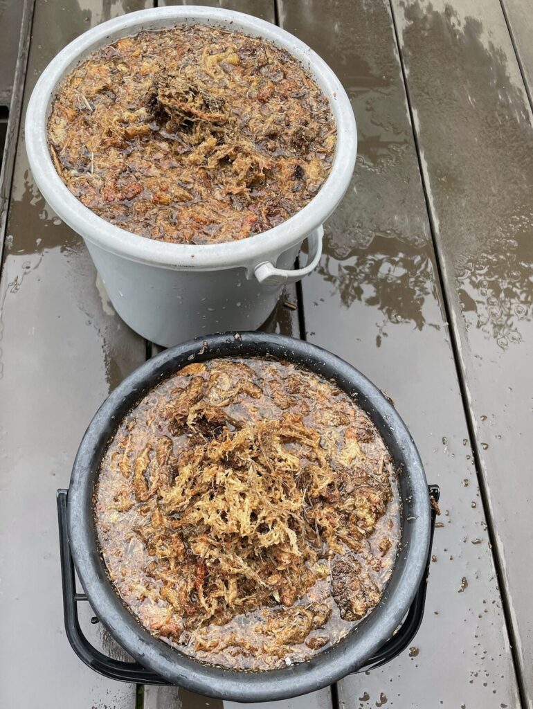 胡蝶蘭の苔を水に戻しえている様子