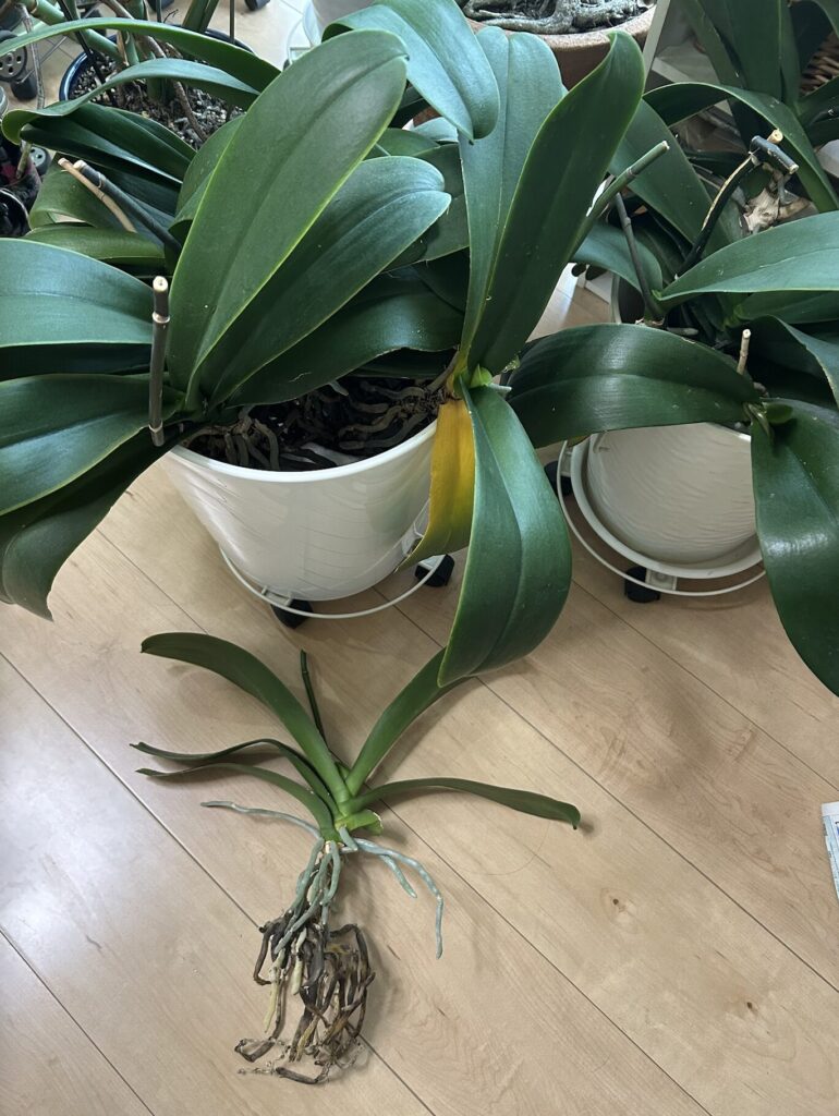 鉢育成の胡蝶蘭と1株