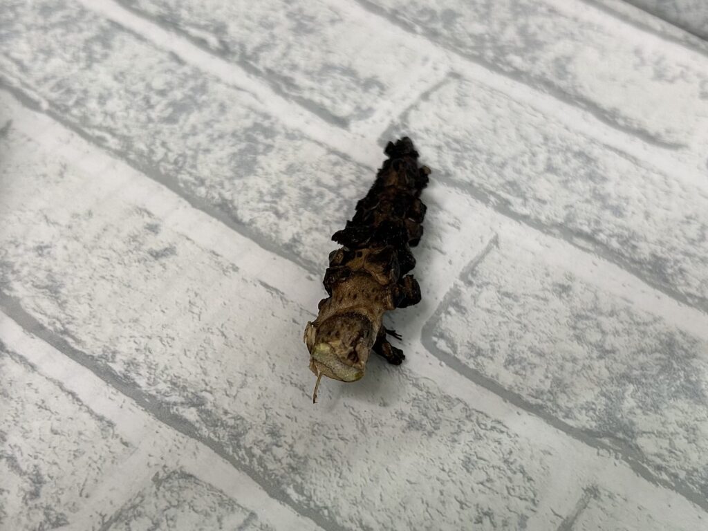 胡蝶蘭の胴