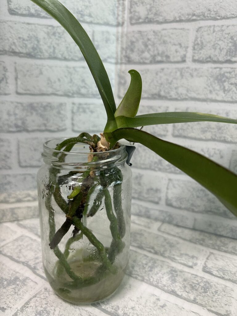 瓶育成の胡蝶蘭の様子
