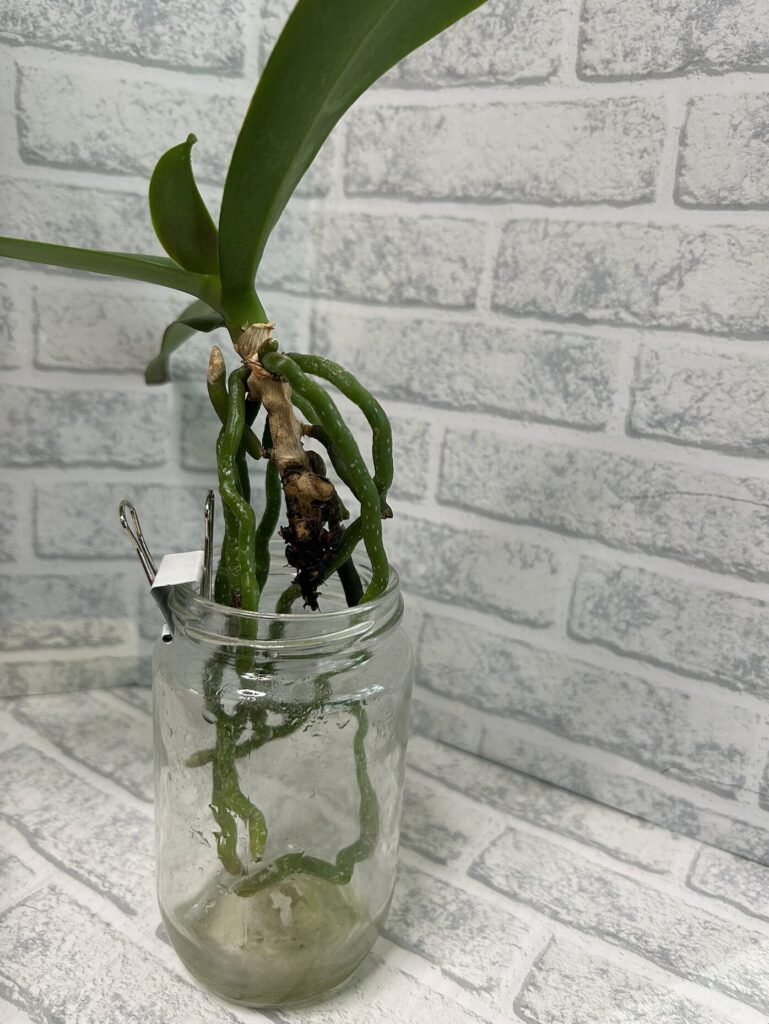 瓶育成の胡蝶蘭の様子
