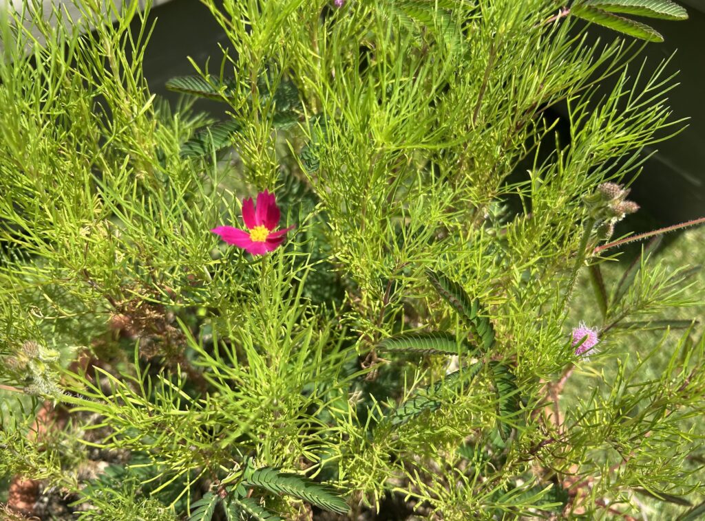 おじぎそうのピンク色のお花とピンク色のコスモス