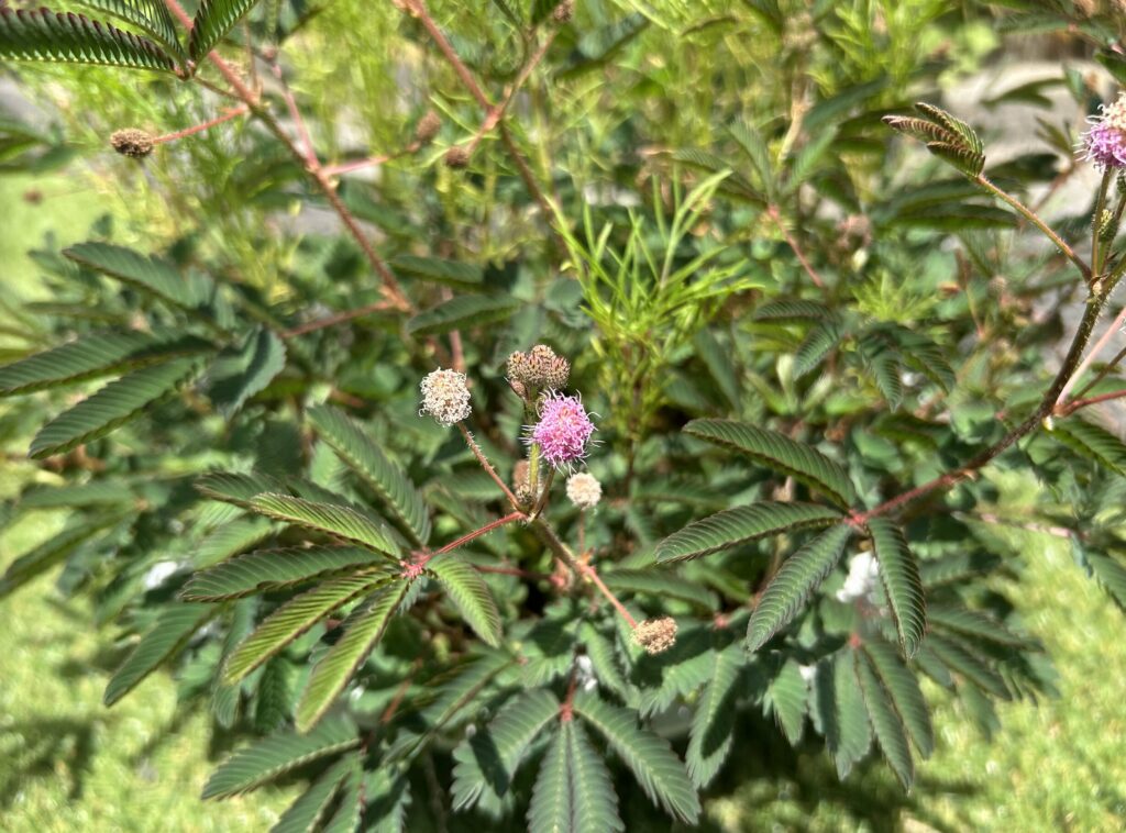 おじぎそうのピンク色のお花