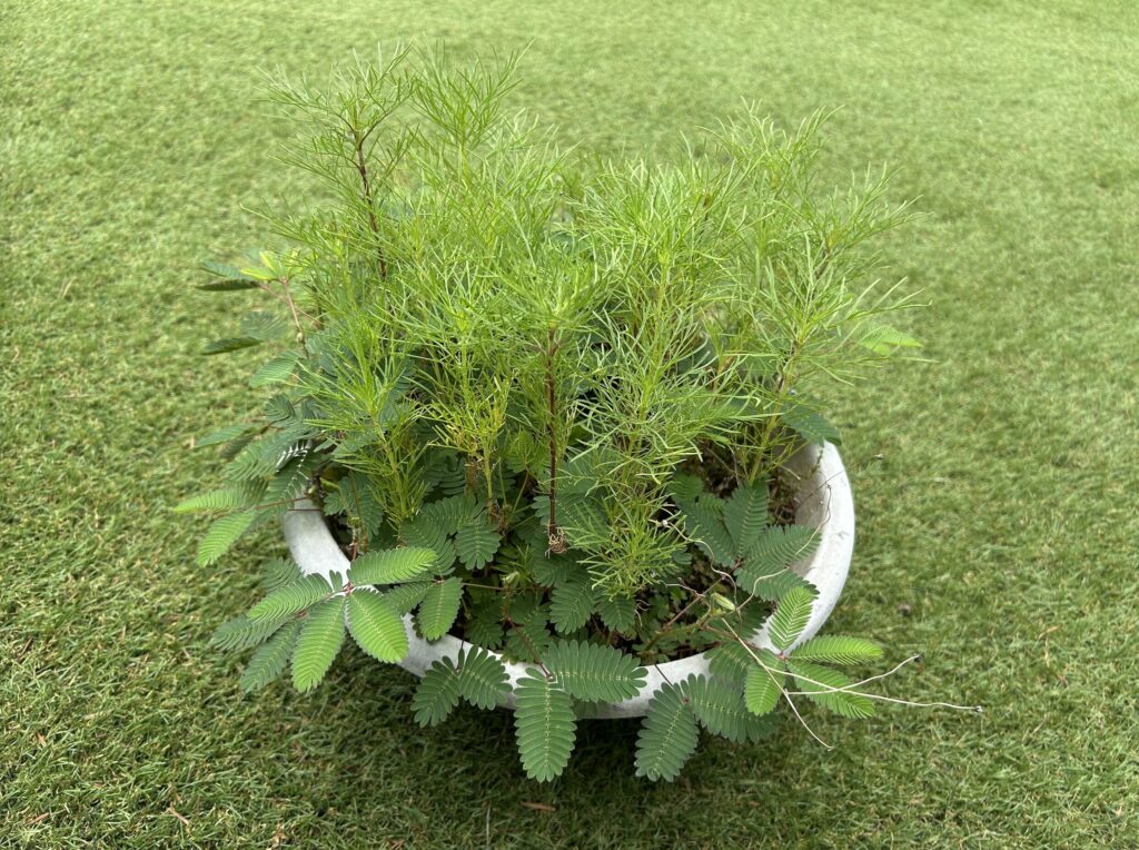 おじぎそうの葉っぱとコスモスの葉っぱのが生い茂っている様子。