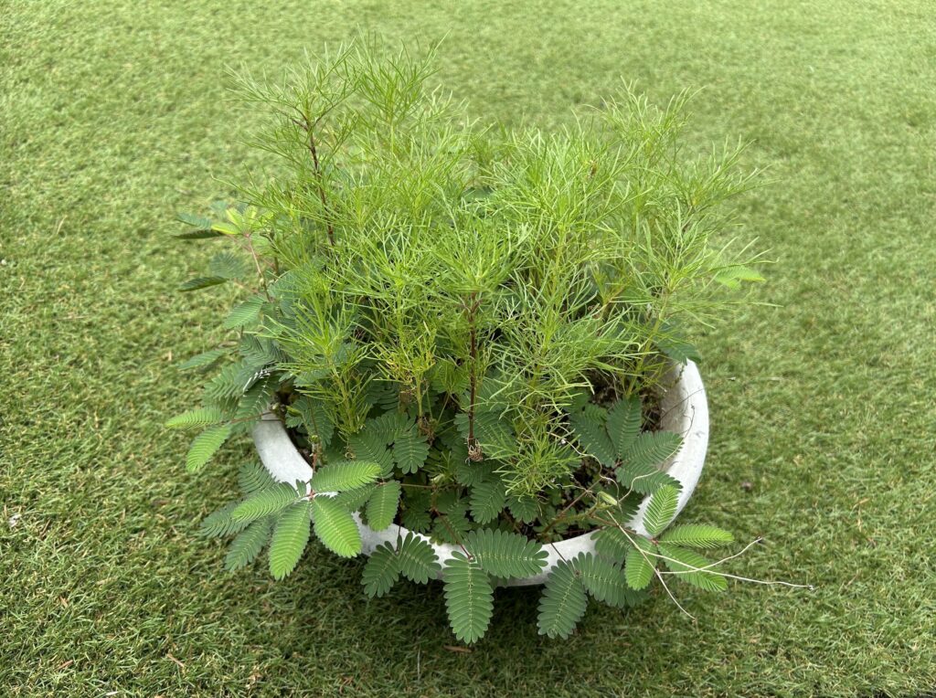 おじぎそうの葉っぱとコスモスの葉っぱのが生い茂っている様子。