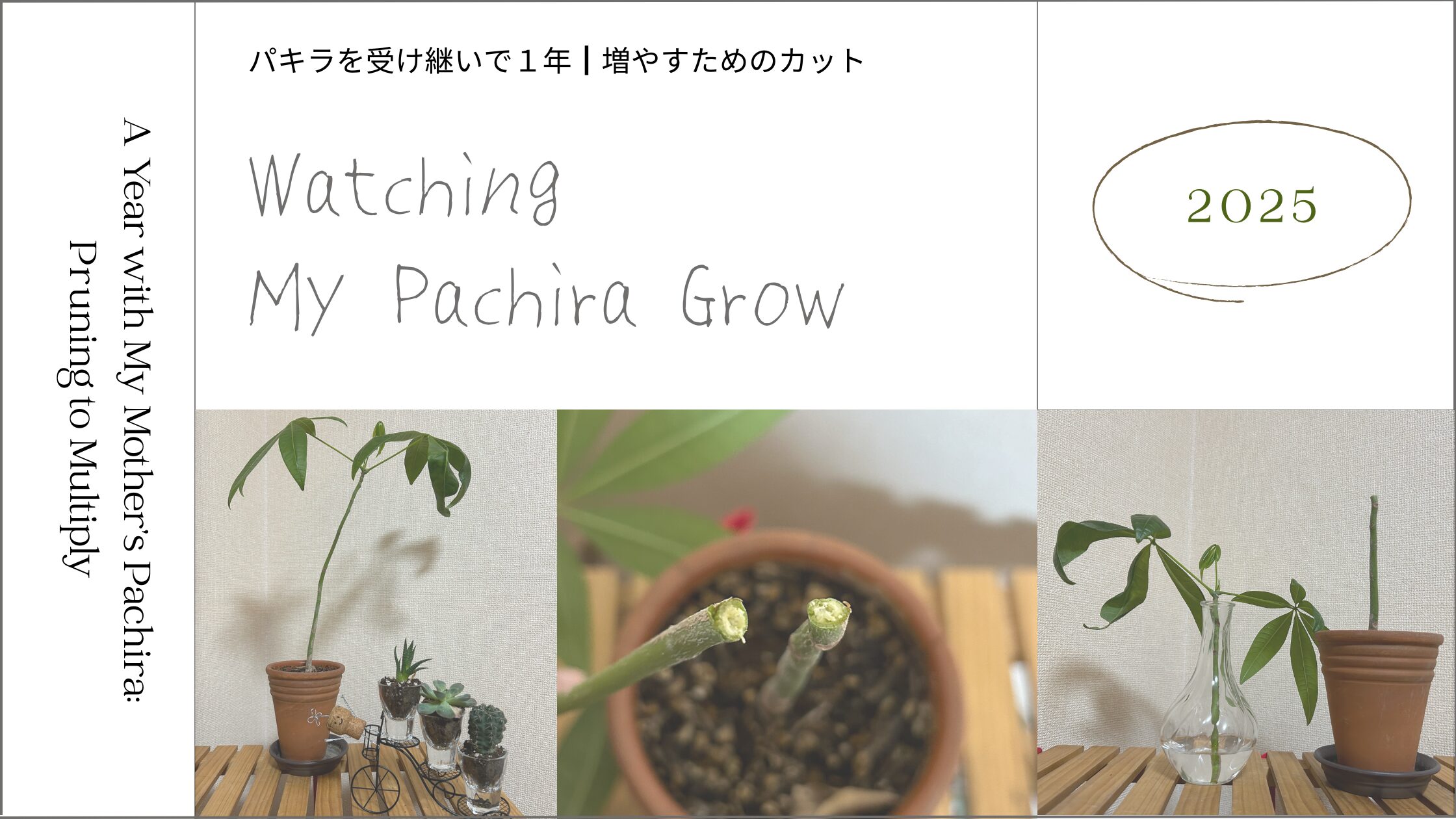 パキラ育成記録 アイキャッチ画像。