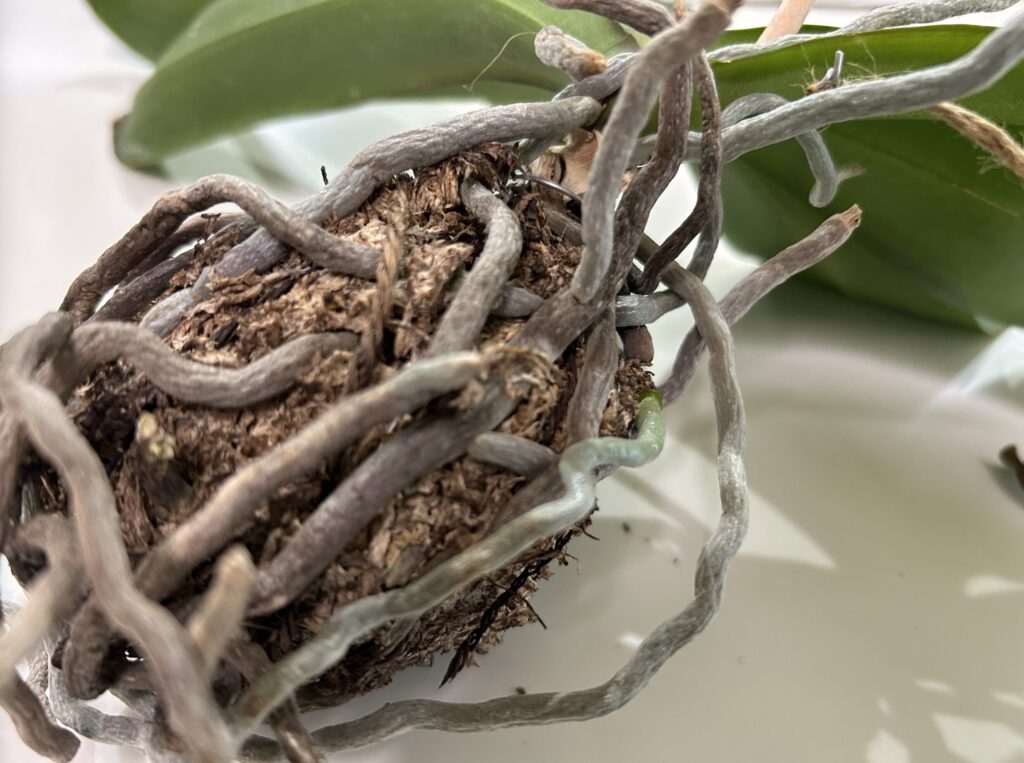 天井にぶら下げていた苔玉育成の胡蝶蘭