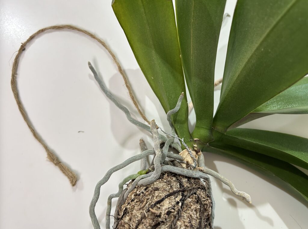 天井にぶら下げていた苔玉育成の胡蝶蘭