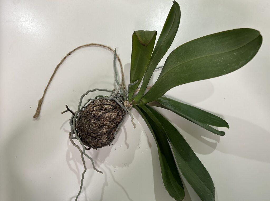 天井にぶら下げていた苔玉育成の胡蝶蘭