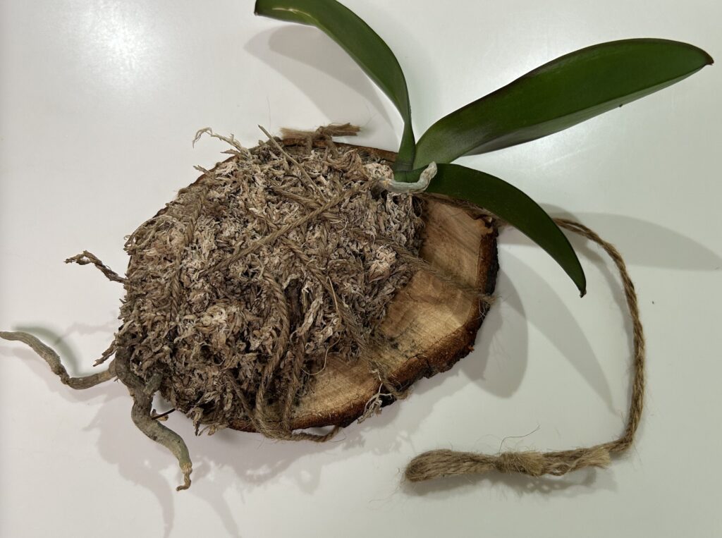 天井にぶら下げていた板付の苔玉育成の胡蝶蘭