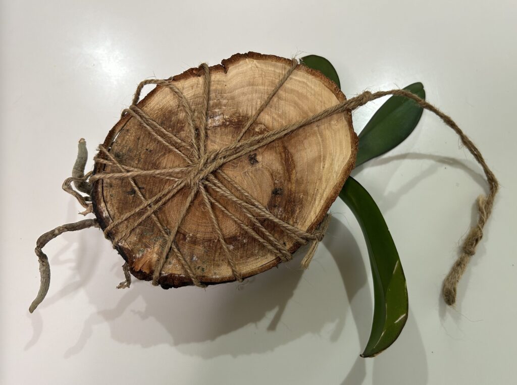 天井にぶら下げていた板付の苔玉育成の胡蝶蘭