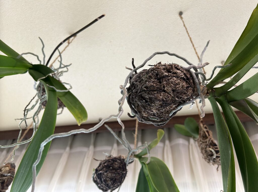 天井でぶら下げている胡蝶蘭の様子