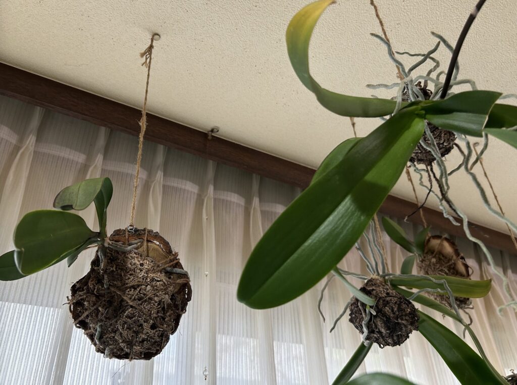 天井でぶら下げている胡蝶蘭の様子