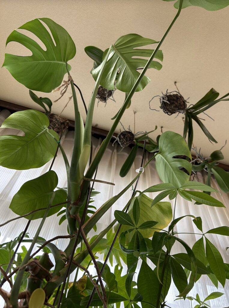 天井でぶら下げている胡蝶蘭とテーブルで育てているモンステラの様子