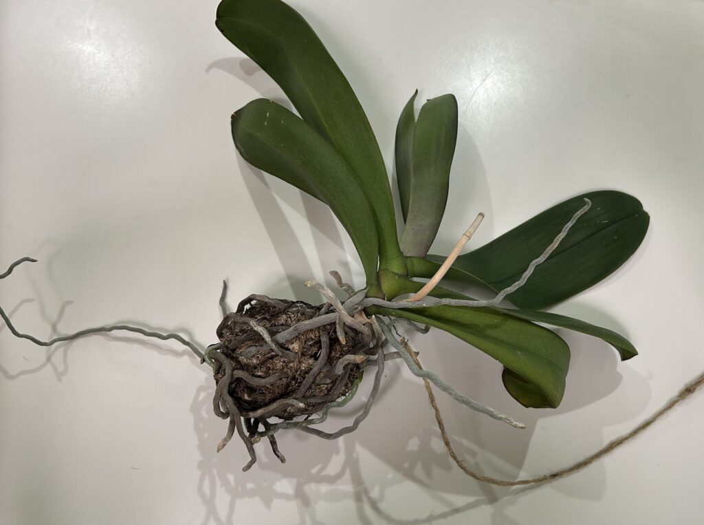 天井にぶら下げていた苔玉育成の胡蝶蘭