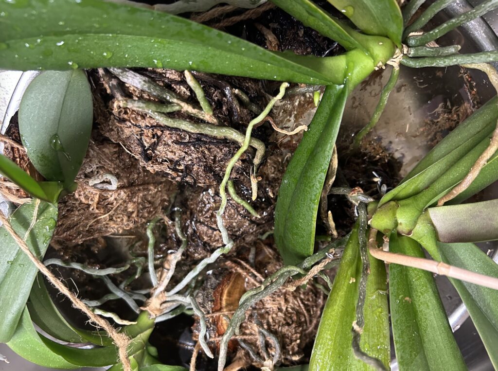 天井にぶら下げていた苔玉育成の胡蝶蘭を水に濡らしている様子