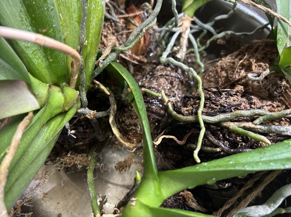 天井にぶら下げていた苔玉育成の胡蝶蘭を水に濡らしている様子