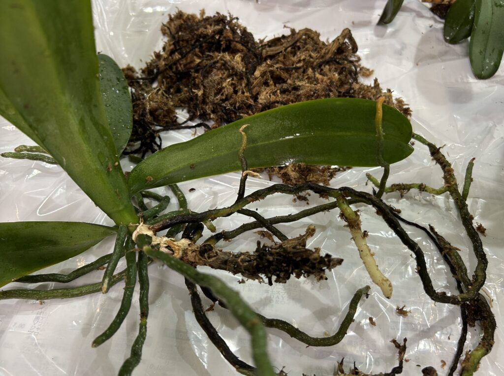 苔玉育成の胡蝶蘭のお片付け・水でふやかして、纏っていた苔をほぐしている様子