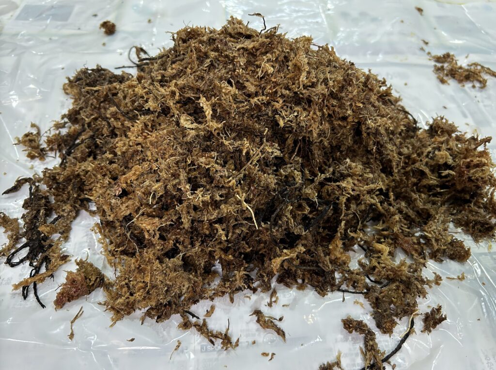 苔玉育成の胡蝶蘭に纏っていた苔や麻紐