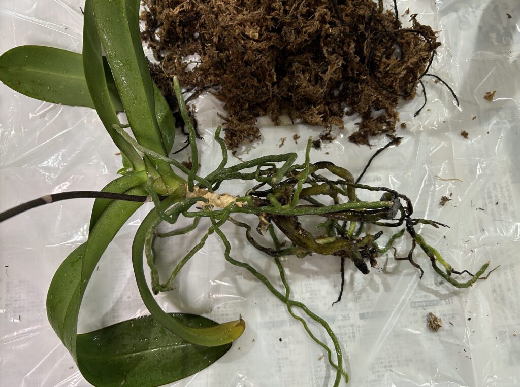 苔玉育成の胡蝶蘭のお片付け・水でふやかして、纏っていた苔をほぐしている様子