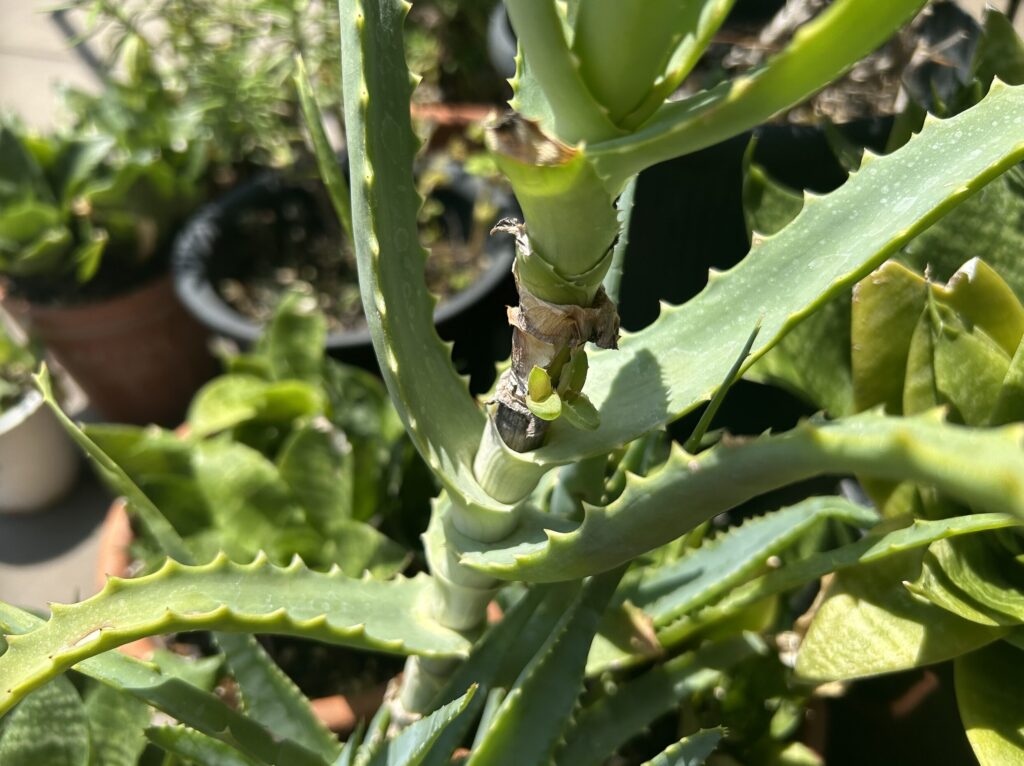 外で育てているアロエから新芽が出てきた様子