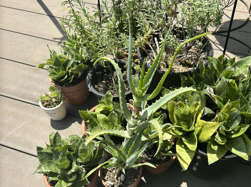 アロエと外で育てている植物たち
