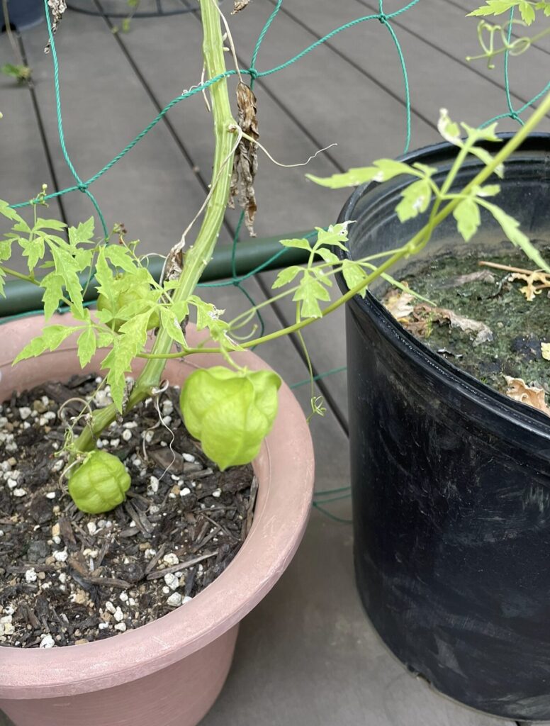 フウセンカズラの実が膨らんでいる様子