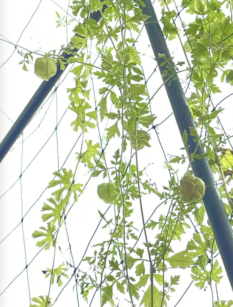 グリーンカーテンでフウセンカズラの実が膨らんでいる様子