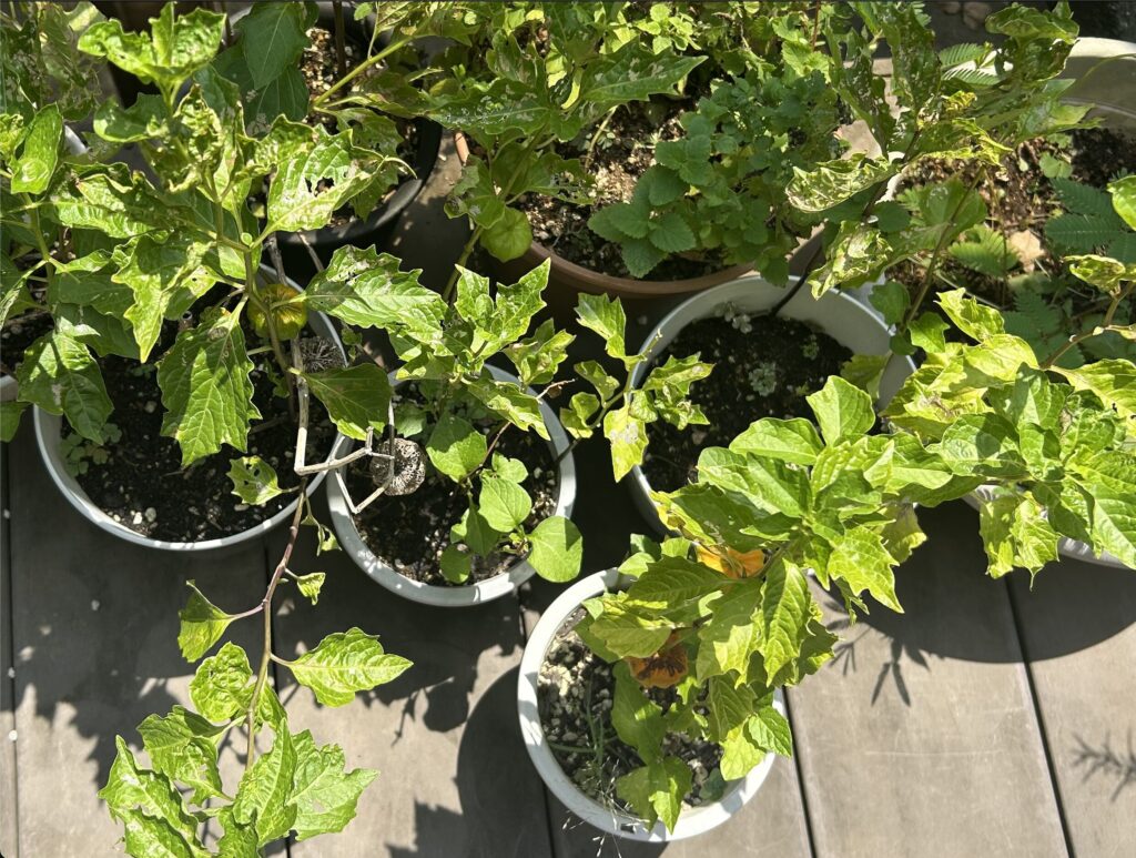 鉢植え育成の鬼灯が複数並んでいる様子