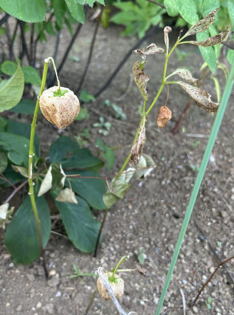 地植え育成の鬼灯が枯れてしまった様子