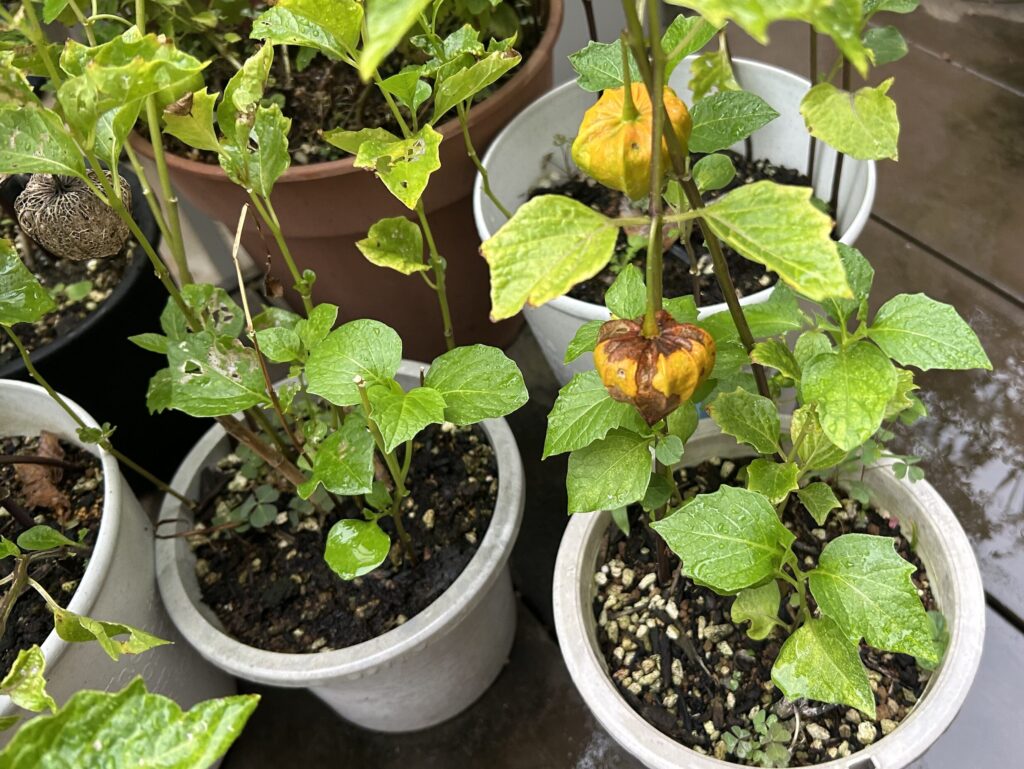 鉢植え育成の鬼灯。枯れてしまった実と黄色っぽく色付いている様子