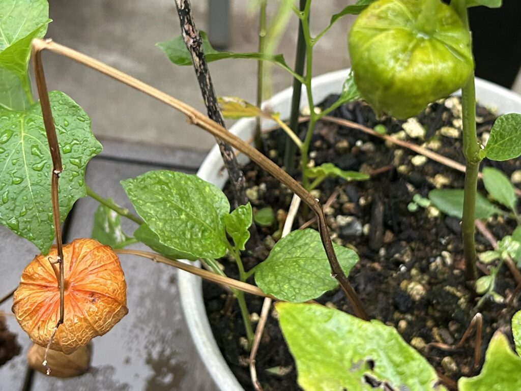 鉢植え育成の鬼灯の緑色の実とオレンジ色の実