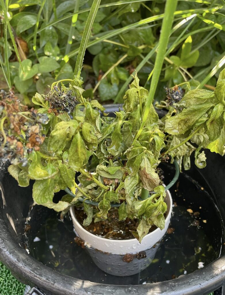 紫陽花が枯れてしまった時の様子