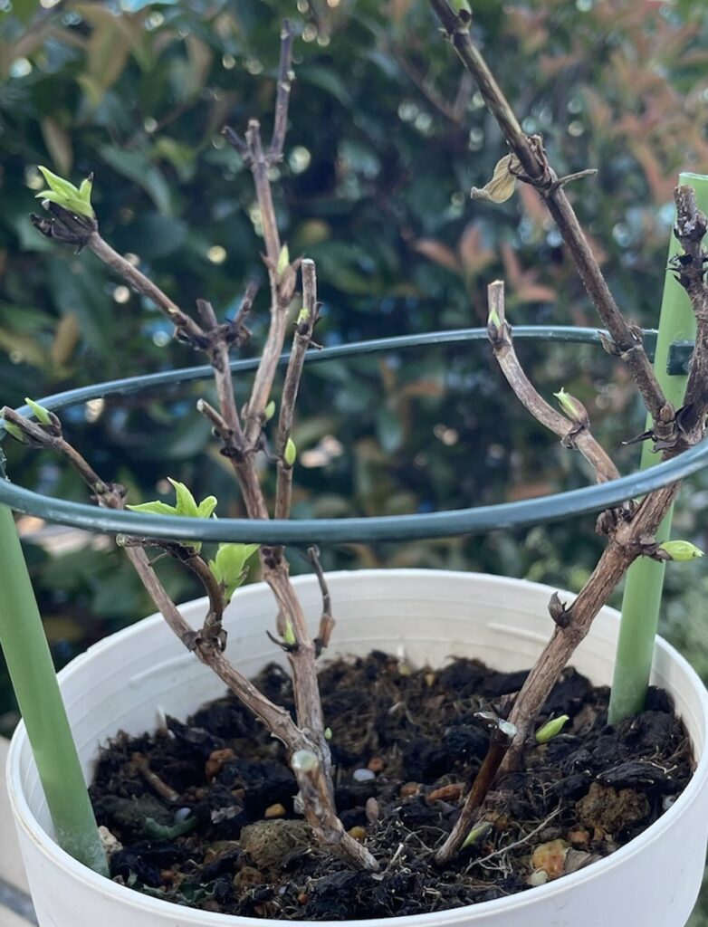 鉢育成の紫陽花・今年３度目の開花に向けて新芽をつけている様子