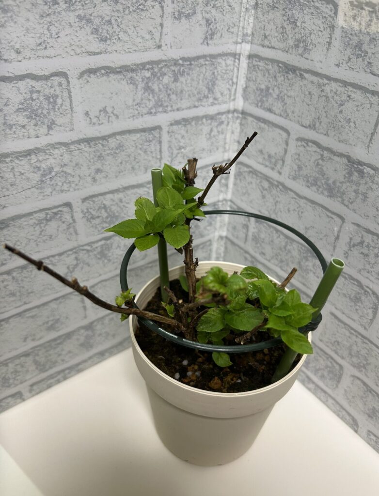 鉢育成の紫陽花がたくさん新芽をつけている様子